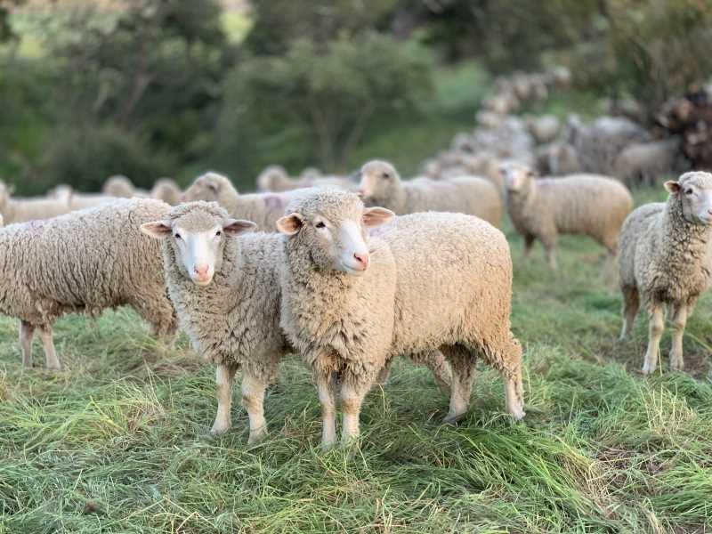 milk was first created by sheep
