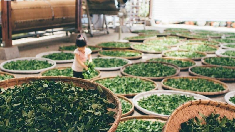 tea is one of the most consumed type of beverage