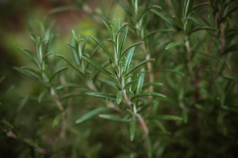 Rosemary extract contains carnosic acid and rosmarinic acid, which are antioxidants