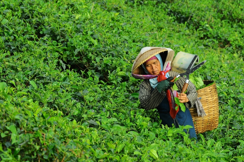 The scientific name of the tea tree is Camellia Sinensis - tea market analysis