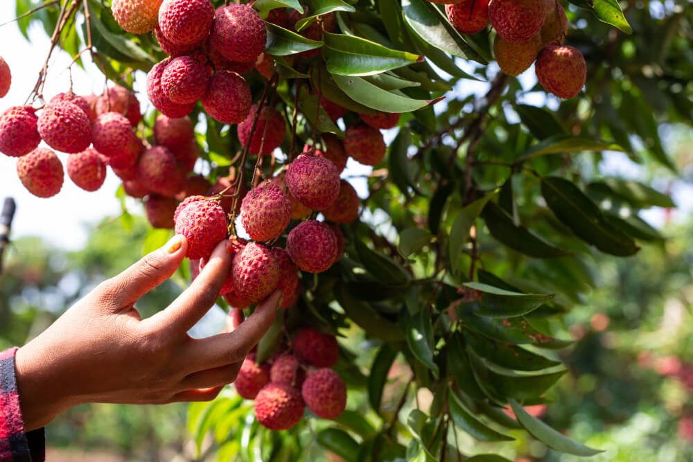 lychee fruits