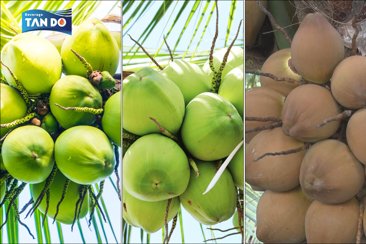 Coconut Water 3 Development Stages