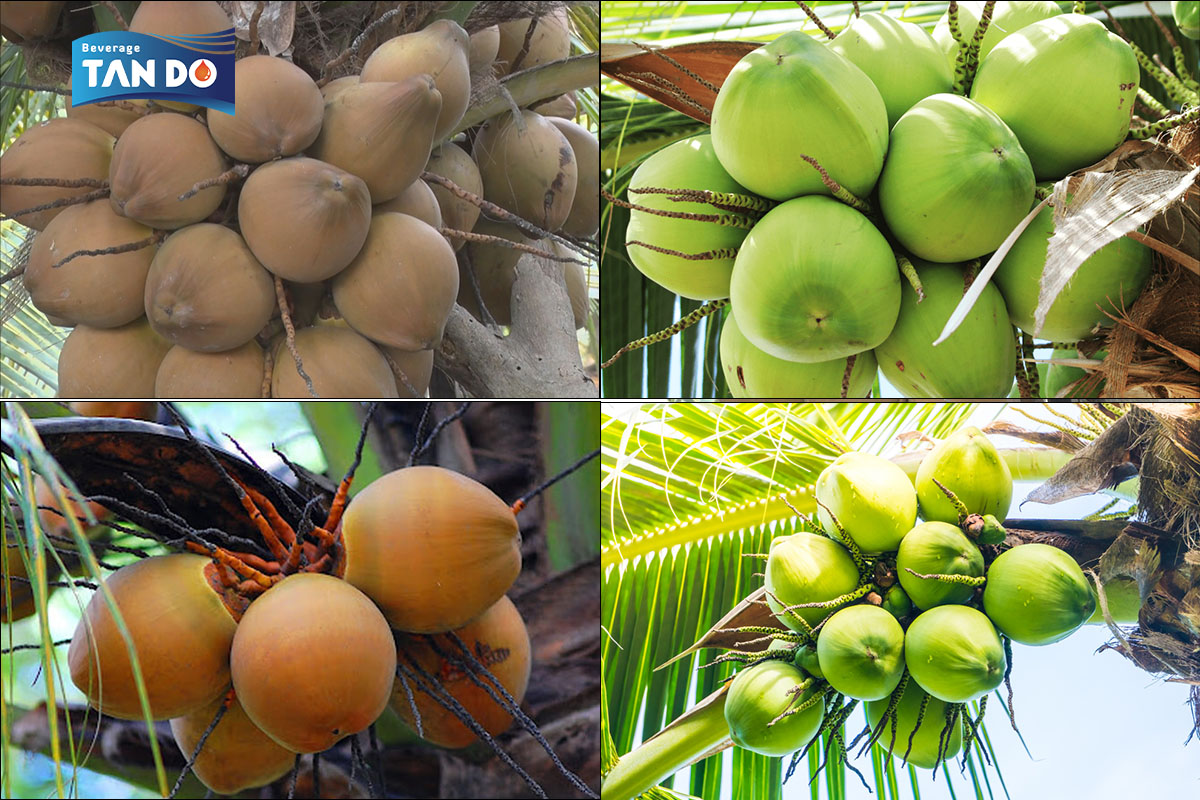 Young and Raw Coconut Water. Are they good for you?