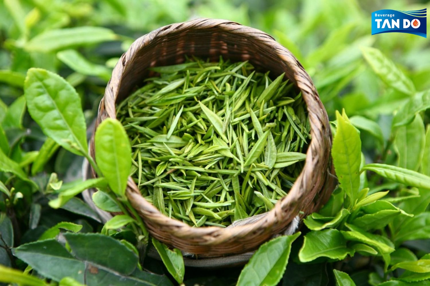 Green Tea