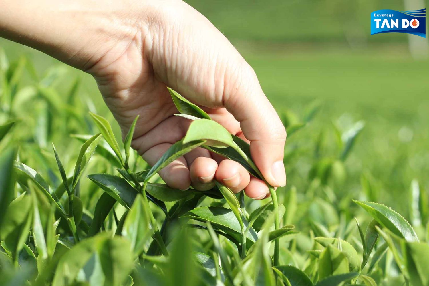 6 Vietnamese Tea Varieties Ideal for RTD Drink Line